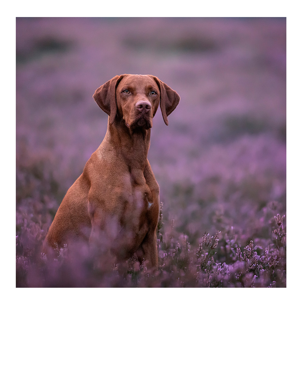 glückliches Brautpaar