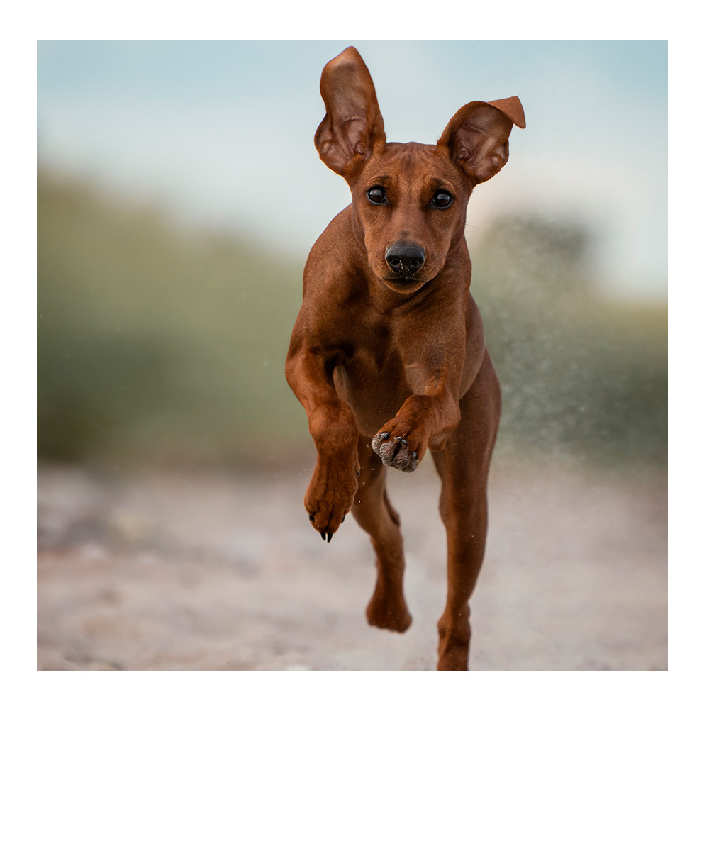 Porträt eines schwarzen Labradors mit schwarzem Hintergrund