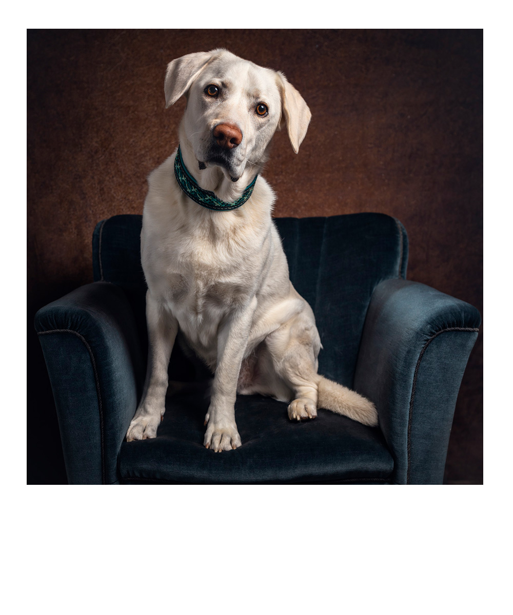 Frau sitzt im Schneidersitz auf einer Wiese und knuddelt ihren Hund