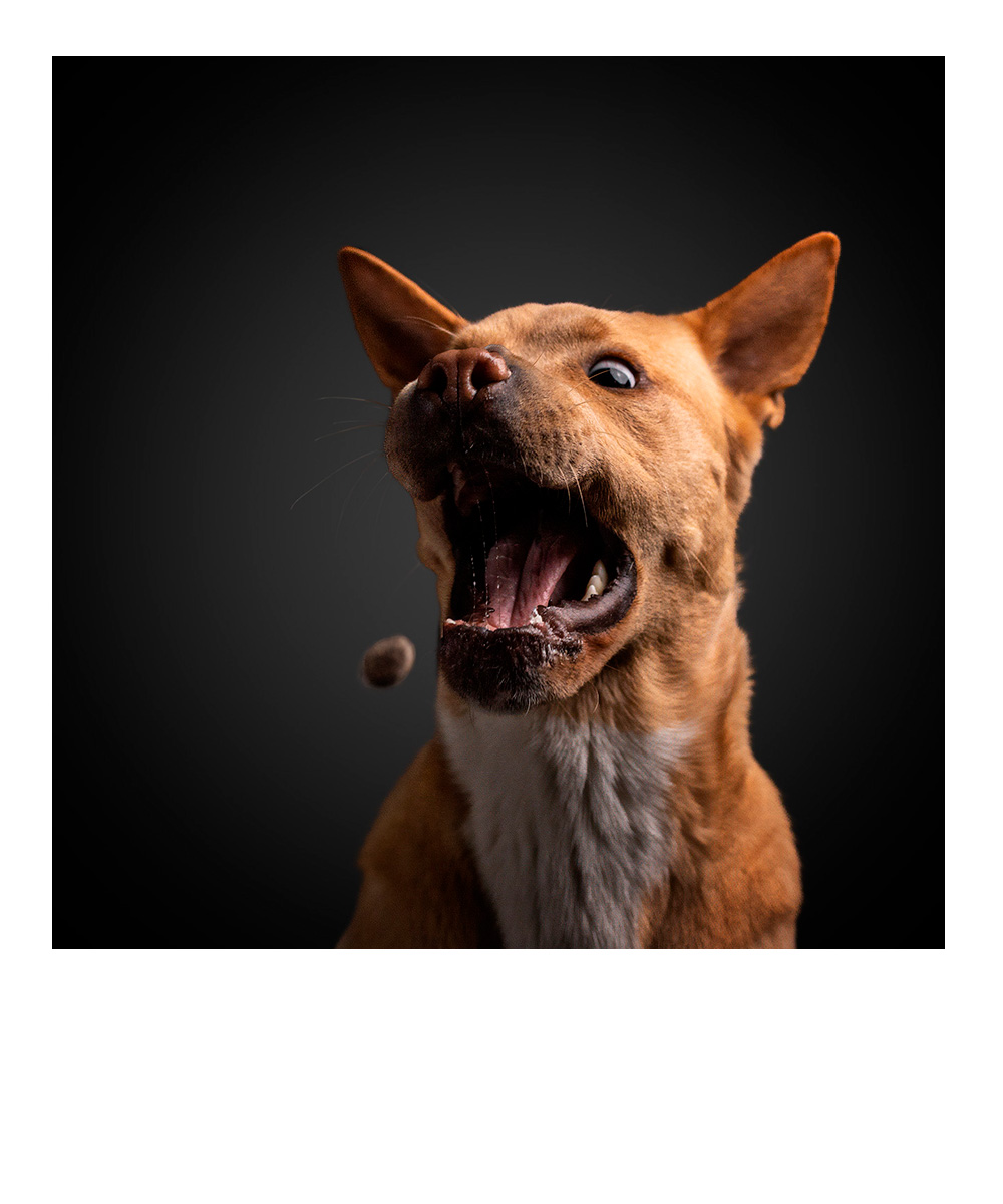 weihnachtliches Studiofoto eines Dackels mit Lichtern im Hintergrund