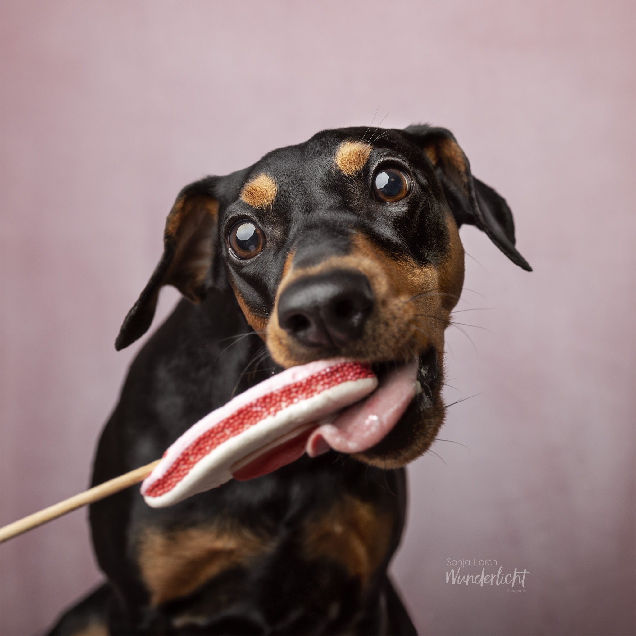 Hündin Lotta, Deutscher Pinscher