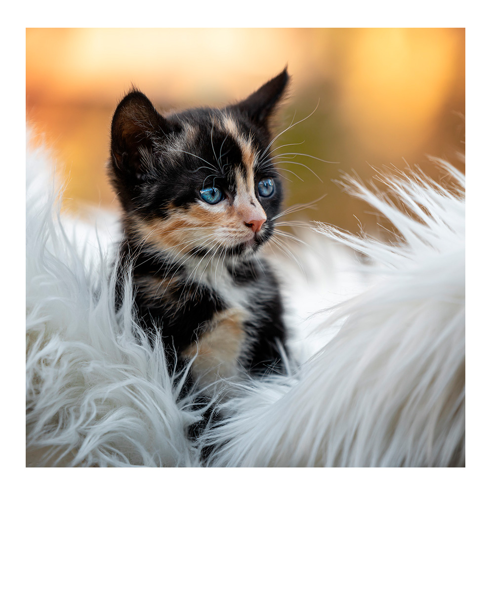 glückliches Brautpaar