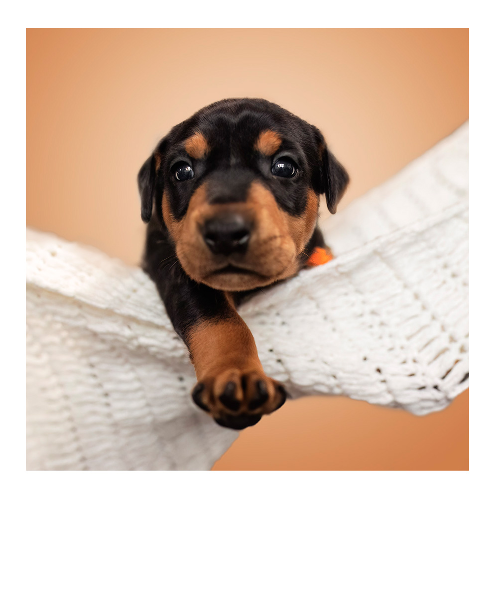 Deutscher-Pinscher-Welpe